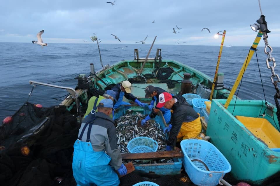 海鳥が舞う中、船の上で引き上げた魚を選別する漁師たち